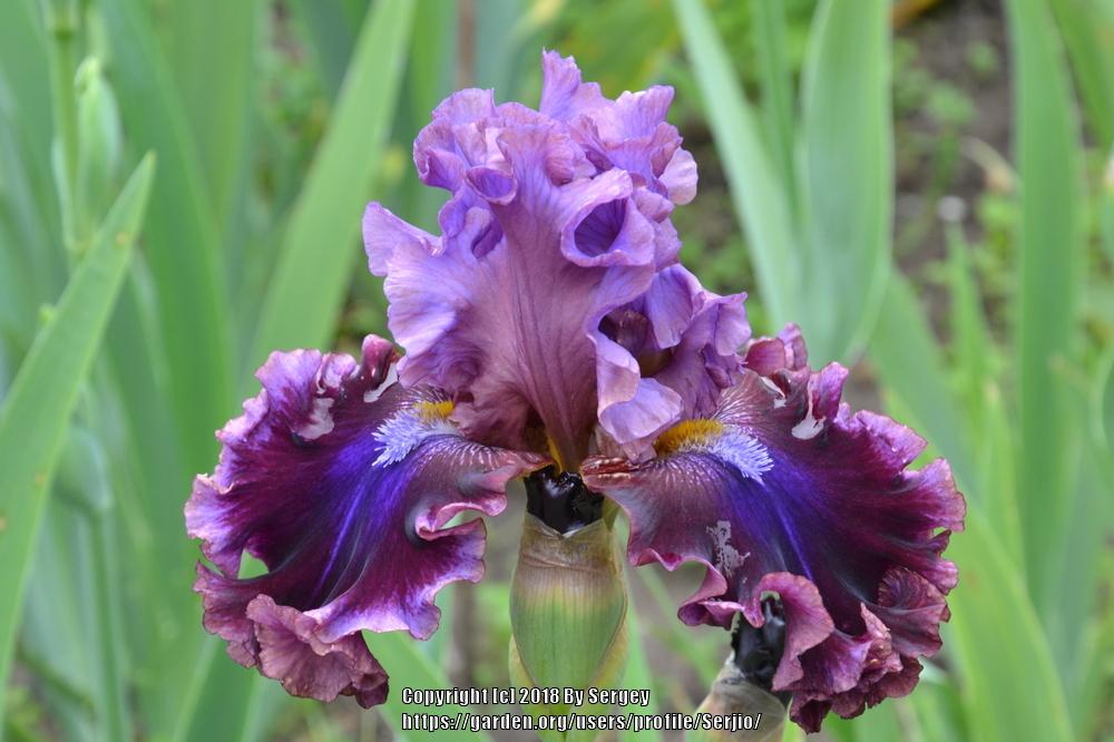 Photo of Tall Bearded Iris (Iris 'Electric Candy') uploaded by Serjio