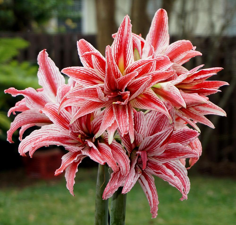 Photo of Amaryllis (Hippeastrum 'Doublet') uploaded by bsharf