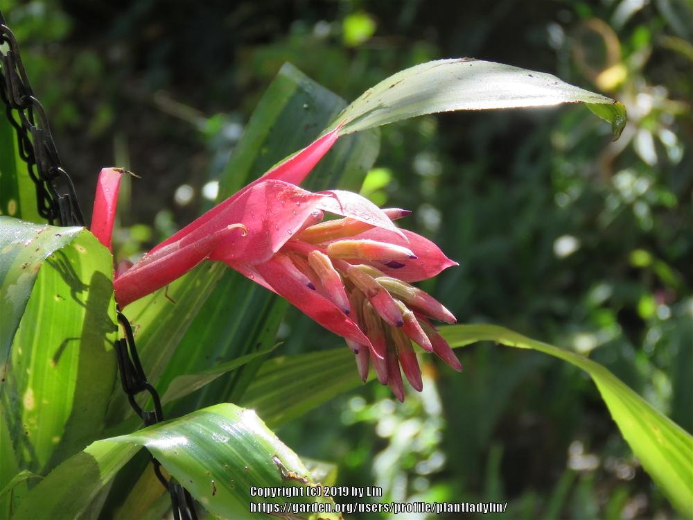 Photo of Bromeliad (Billbergia 'Foster's Striate') uploaded by plantladylin
