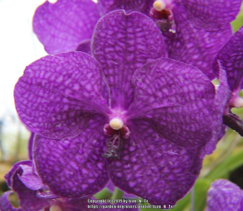 Photo of Orchid (Vanda Pachara Delight 'Pachara') uploaded by Ivan_N_Tx