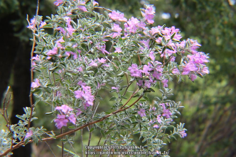 Photo of Texas Sage (Leucophyllum frutescens) uploaded by Ivan_N_Tx