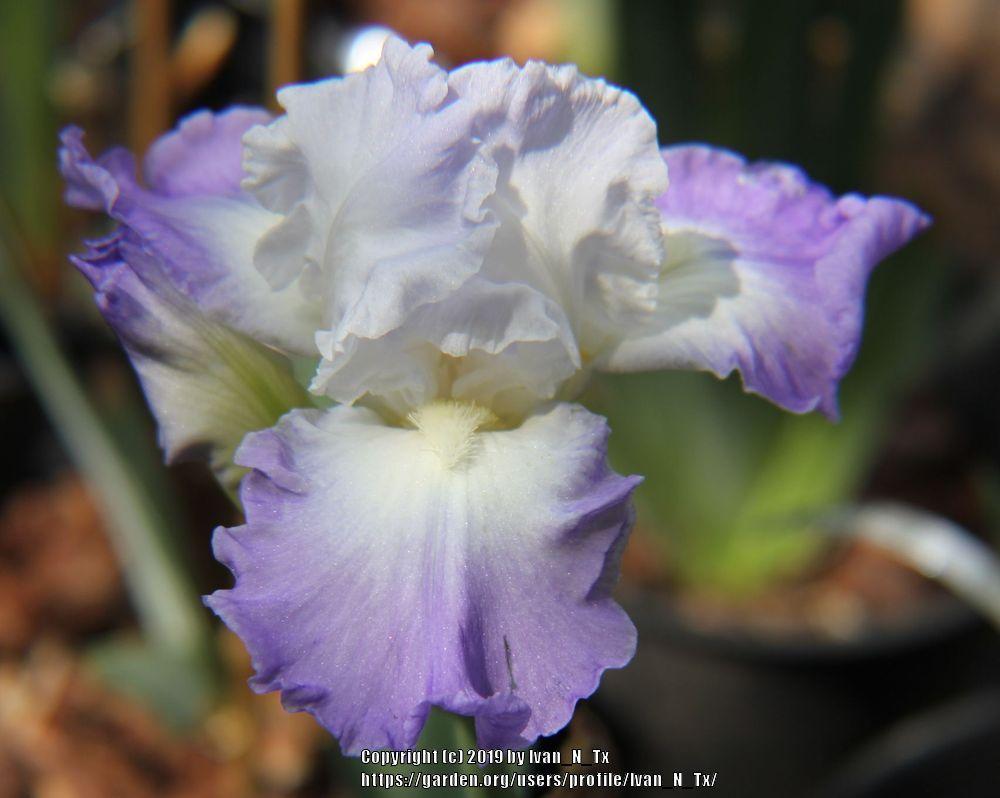 Photo of Tall Bearded Iris (Iris 'Clarence') uploaded by Ivan_N_Tx
