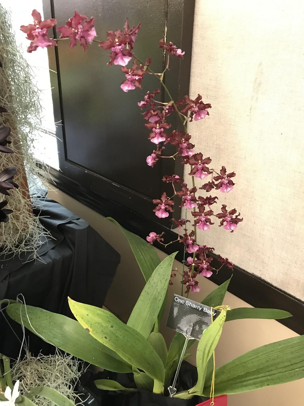 Photo of Chocolate Orchid (Oncidium Sharry Baby) uploaded by Ursula