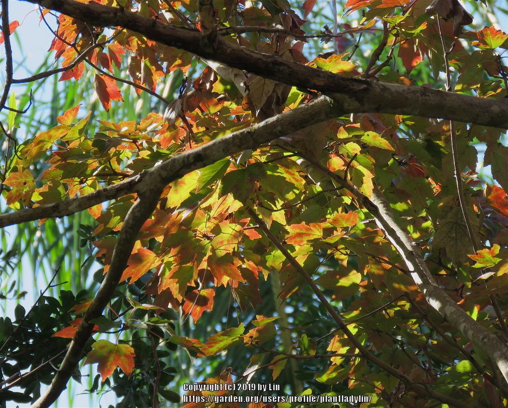 Photo of Red Maple (Acer rubrum) uploaded by plantladylin