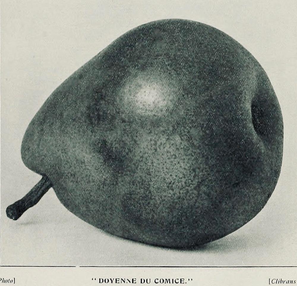 Photo of European Pear (Pyrus communis 'Doyenne du Comice') uploaded by scvirginia