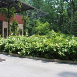 Location: Jenkins Arboretum in Berwyn, Pennsylvania
Date: 2014-06-22
a mass in bloom
