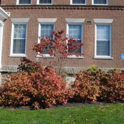 Location: Wayne, Pennsylvania
Date: 2014-10-26
foundation plants with a young Flowering Dogwood
