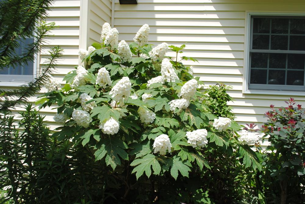 Photo of Oakleaf Hydrangea (Hydrangea quercifolia 'Alice') uploaded by ILPARW