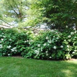 Location: Newtown Square, Pennsylvania
Date: 2013-06-27
a group in bloom