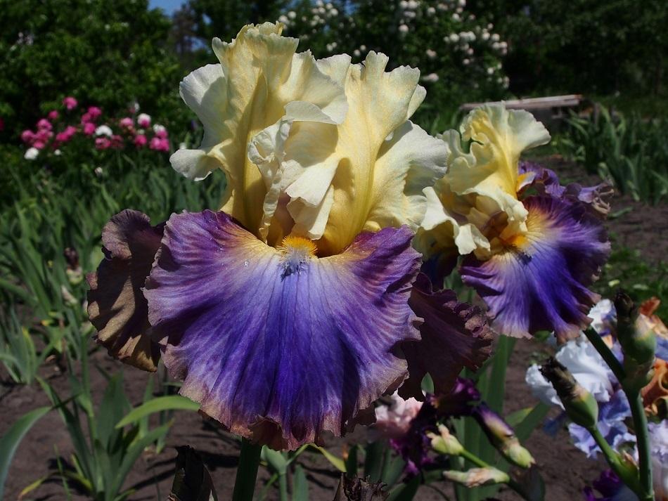 Photo of Tall Bearded Iris (Iris 'Style Traveller') uploaded by IaninaUkr