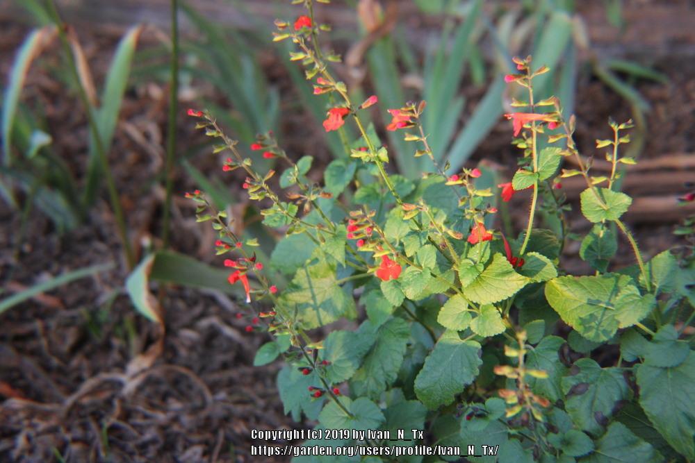 Photo of Scarlet Sage (Salvia coccinea) uploaded by Ivan_N_Tx