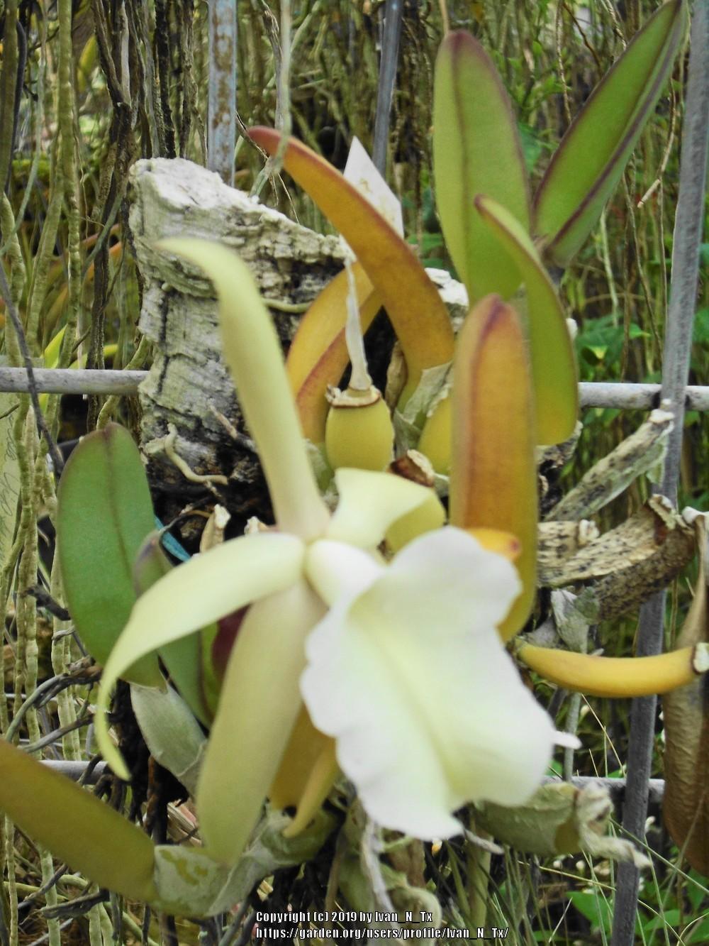 Photo of Orchid (Rhyncholaelia glauca) uploaded by Ivan_N_Tx