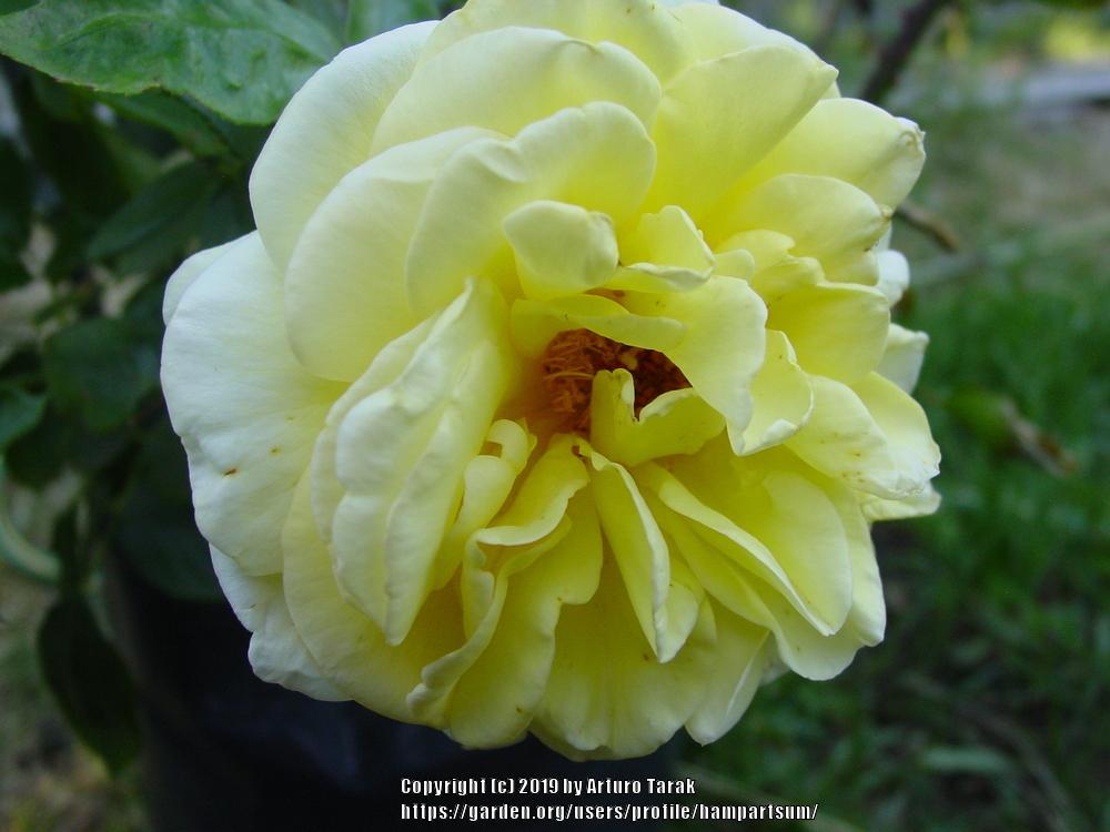 Photo of Rose (Rosa 'Sunblest') uploaded by hampartsum