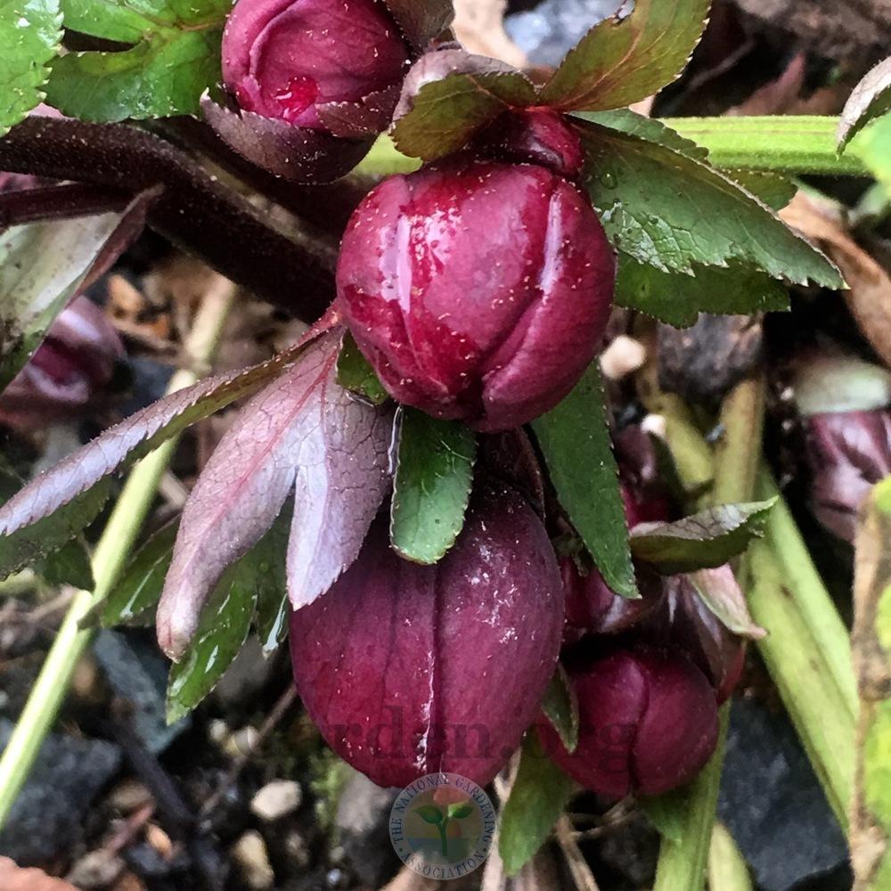 Photo of Hellebore (Helleborus Winter Jewels™ Red Sapphire) uploaded by springcolor