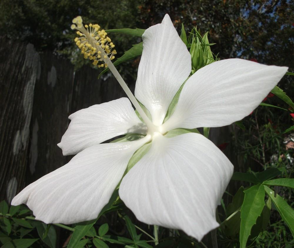 Photo of White Texas Star Hibiscus (Hibiscus coccineus 'Alba') uploaded by tabbycat