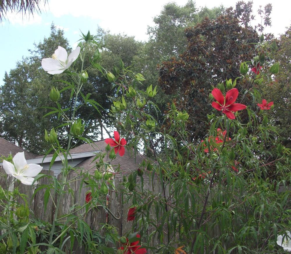 Photo of Texas Star (Hibiscus coccineus) uploaded by tabbycat