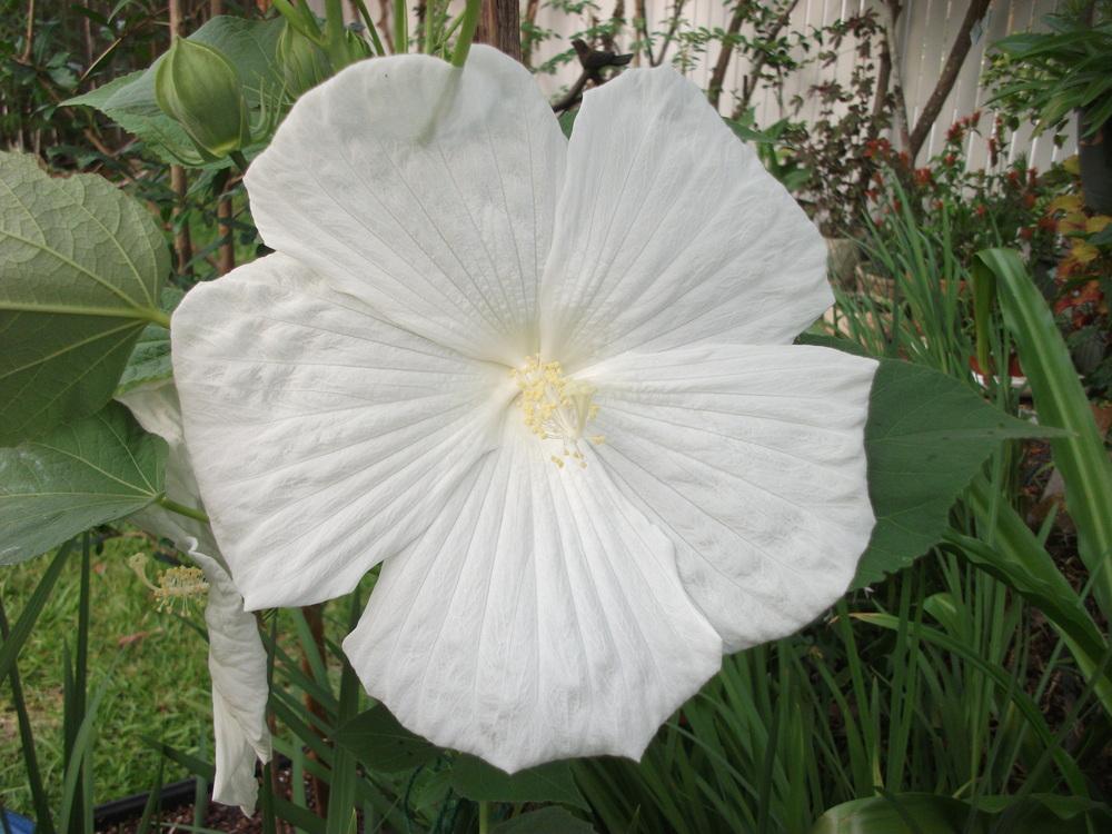 Photo of Hybrid Hardy Hibiscus (Hibiscus 'Blue River II') uploaded by tabbycat