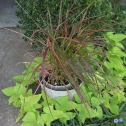 Location: Zone 9 Louisiana my yard
Date: 2018-10-12
My young potted plant with contrasting potato vine