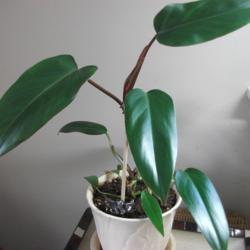 Location: My house plant
Date: 2018-07-05