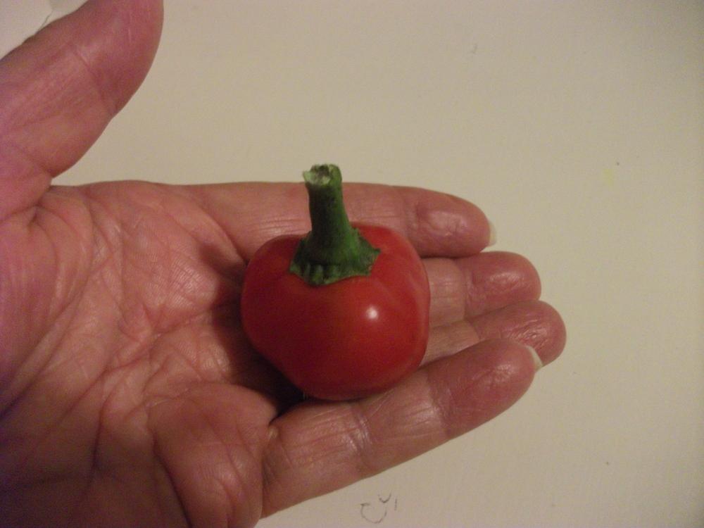 Photo of Hot Pepper (Capsicum annuum 'Cherry Bomb') uploaded by tabbycat