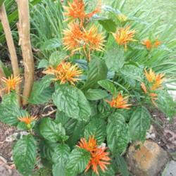Location: Zone 9 Louisiana in my backyard
Date: 2018-05-18
Sometimes called 'Orange Flame' chrysotephana justicia