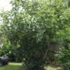 12 year old tree is a heavy producer of large sweet green figs