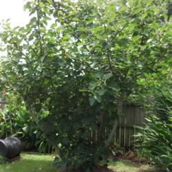 Location: Zone 9 Louisiana in my backyard
Date: 2018-07-02
12 year old tree is a heavy producer of large sweet green figs