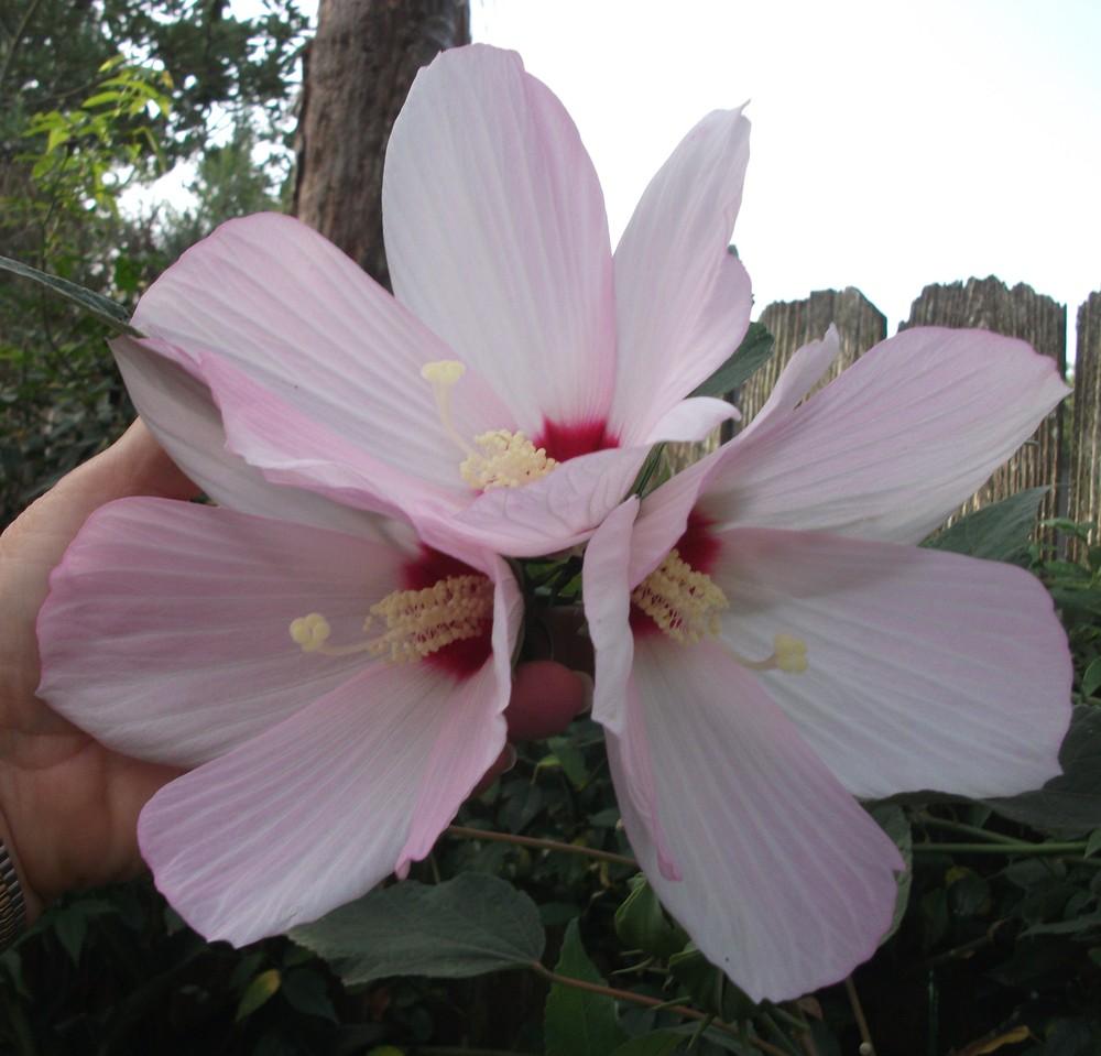 Photo of Hybrid Hardy Hibiscus (Hibiscus Luna™ Blush) uploaded by tabbycat