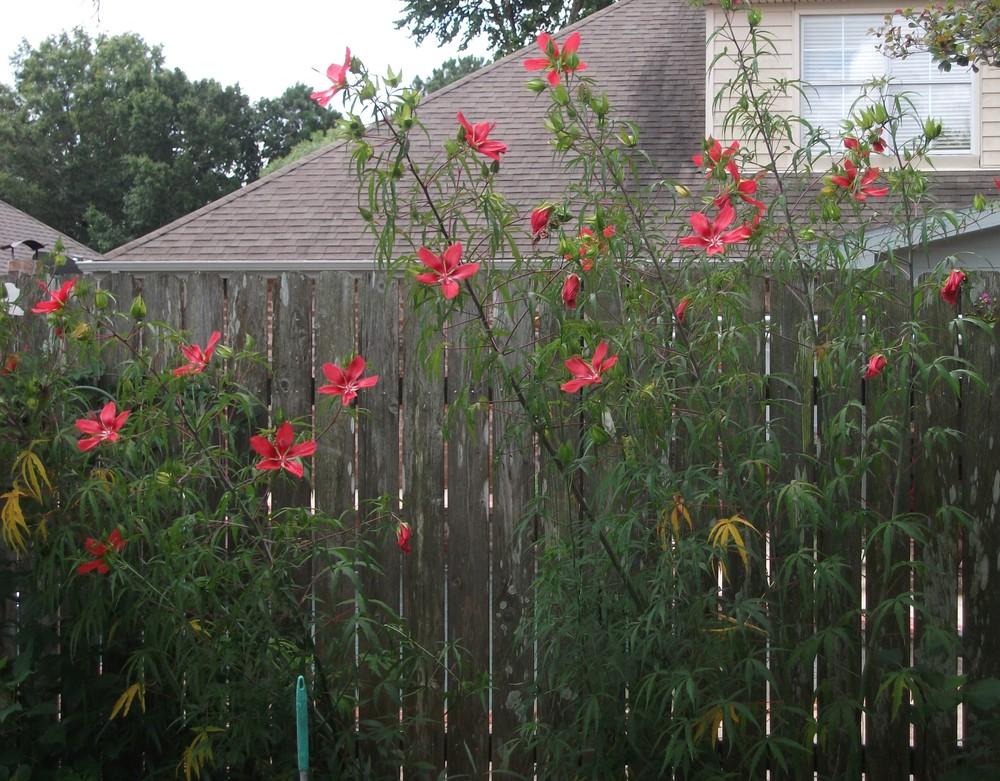 Photo of Texas Star (Hibiscus coccineus) uploaded by tabbycat