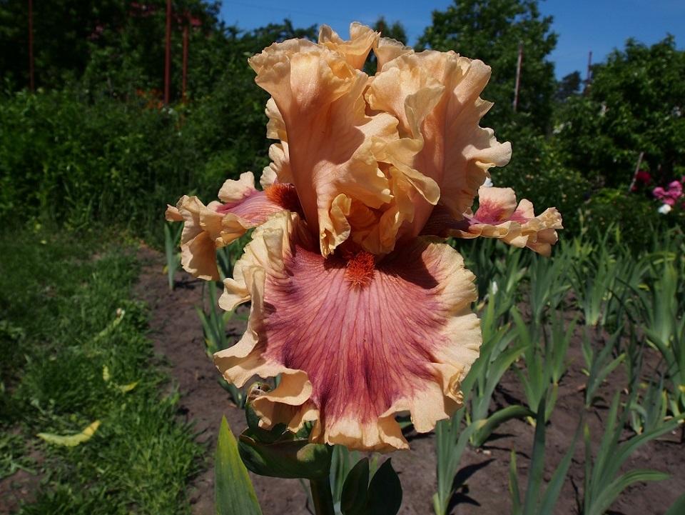 Photo of Tall Bearded Iris (Iris 'Painted Words') uploaded by IaninaUkr