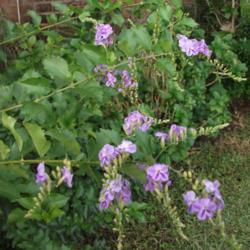 Location: Zone 9 Louisiana my yard
Date: 2018-10-22
My medium purple variety looks lighter here