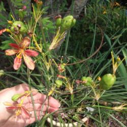 Location: Zone 9 Louisiana in my backyard
Date: 2018-07-29
Last flower & several seed pods