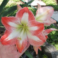 Location: Zone 9 Louisiana in my backyard
Date: 2018-04-12
My bulbs are now over 10 years old & produce 6" beauties
