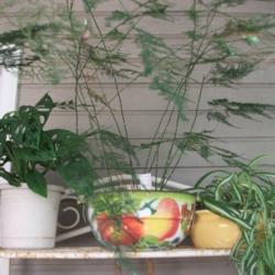 Location: My patio zone 9 Louisiana
Date: 2018-07-06
Middle plant in filtered light on an upper shelf of baker's rack