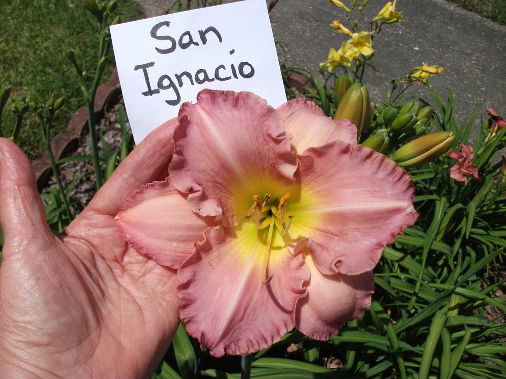 Photo of Daylily (Hemerocallis 'San Ignacio') uploaded by tabbycat