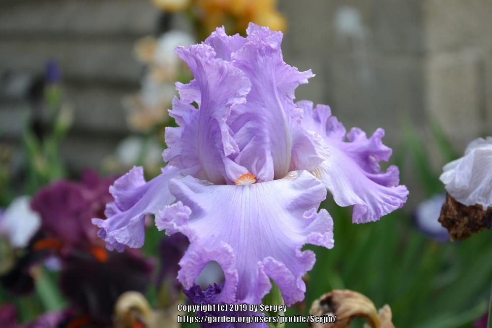 Photo of Tall Bearded Iris (Iris 'Excuse Me Darling') uploaded by Serjio