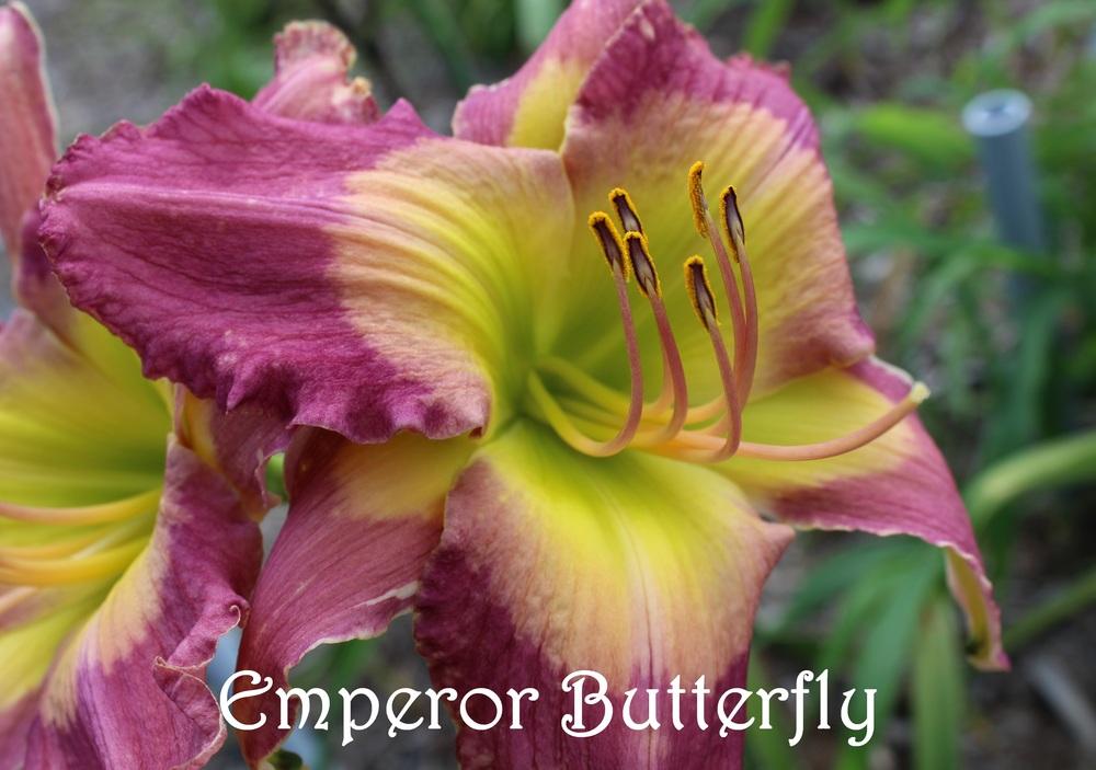 Photo of Daylily (Hemerocallis 'Emperor Butterfly') uploaded by ppmansfield