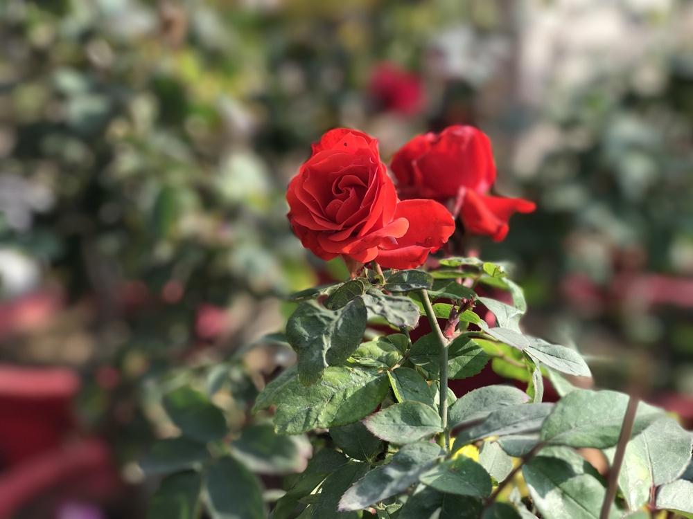Photo of Roses (Rosa) uploaded by queen1694
