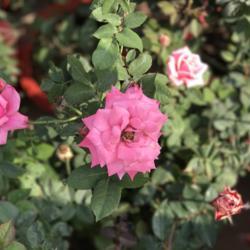Location: My terrace garden, Jamshedpur- India
Date: 2019-01-21