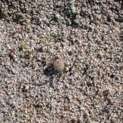 Location: Cataviña, Baja California
Date: 2010-04-02
Tiny seedling in habitat