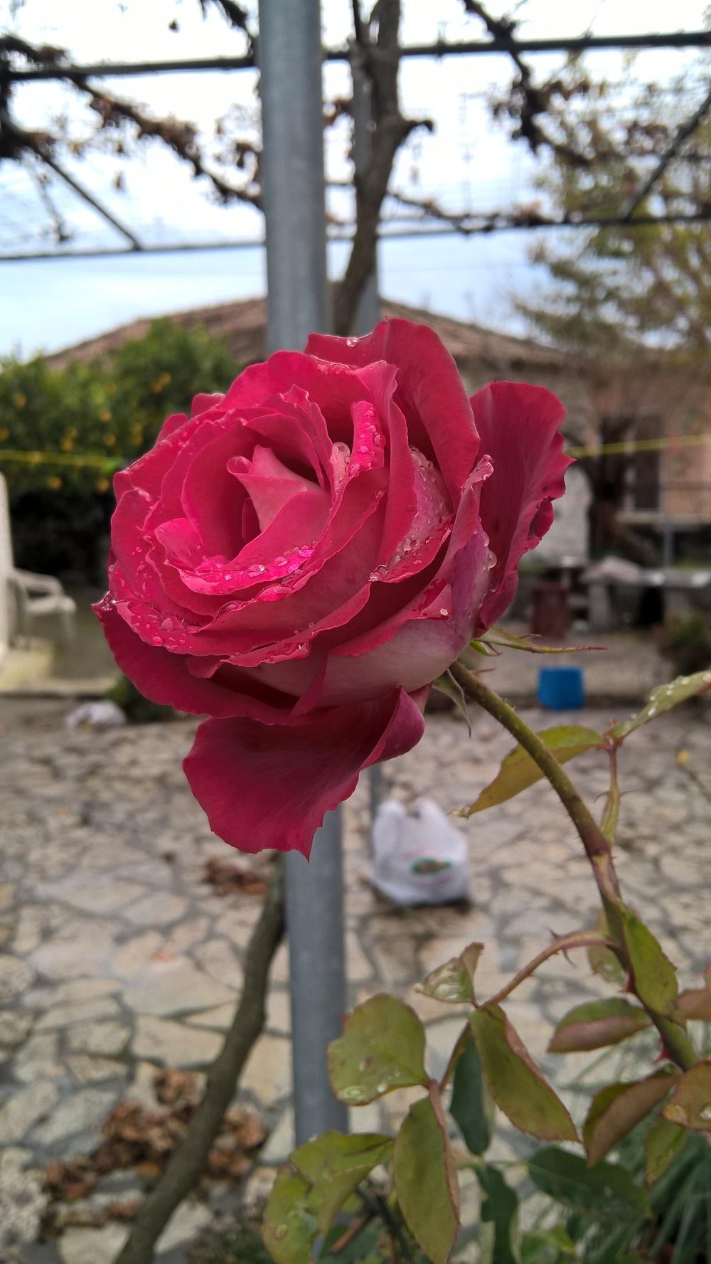 Photo of Rose (Rosa 'Osiria') uploaded by Bunny_Bunny