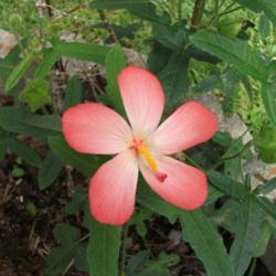 
Date: 2018-08-12
'Pacific Pink' has 3.50 " flowers on 3' plants all Summer/ Fall