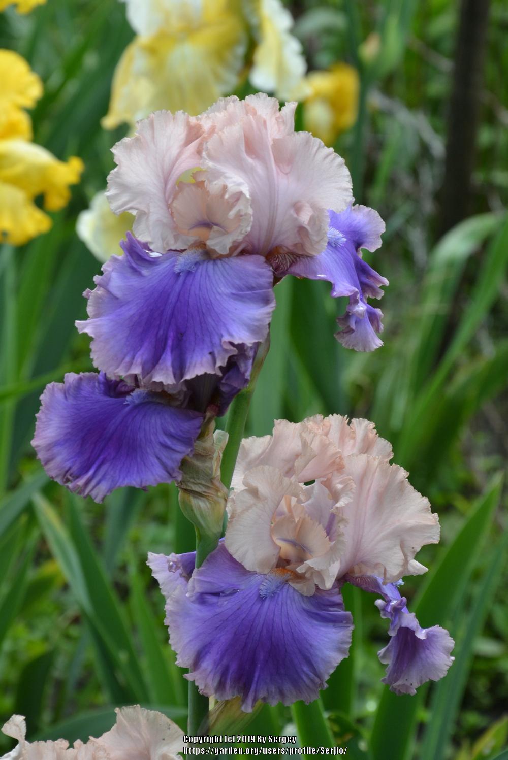 Photo of Tall Bearded Iris (Iris 'Florentine Silk') uploaded by Serjio