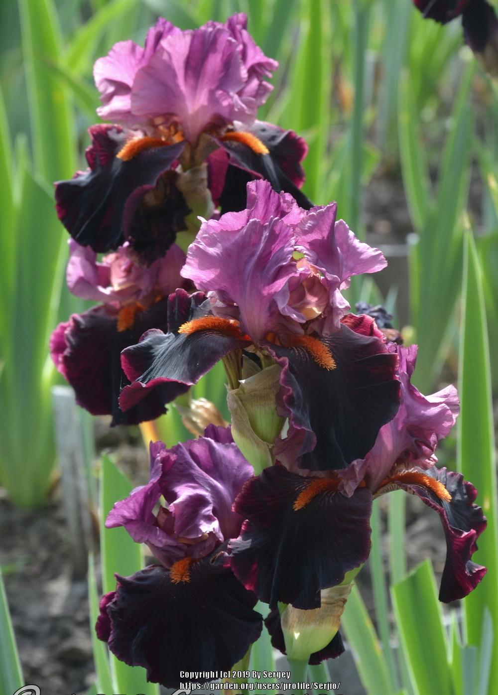 Photo of Tall Bearded Iris (Iris 'Fiery Temper') uploaded by Serjio