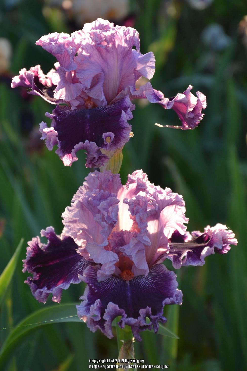 Photo of Tall Bearded Iris (Iris 'Flutterina') uploaded by Serjio