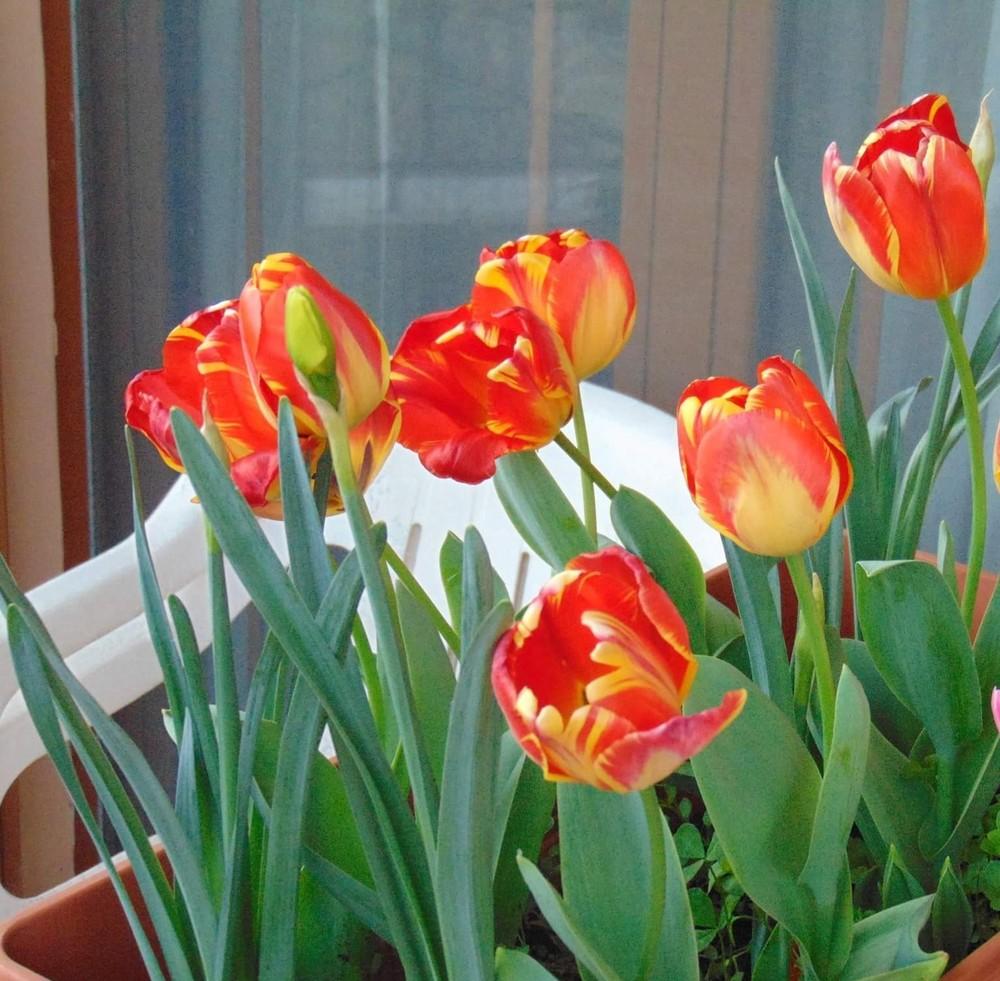 Photo of Darwin Tulip (Tulipa 'Banja Luka') uploaded by Bunny_Bunny