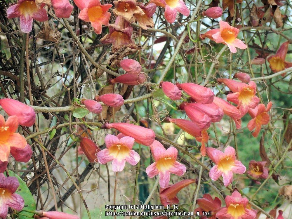 Photo of Crossvine (Bignonia capreolata 'Tangerine Beauty') uploaded by Ivan_N_Tx