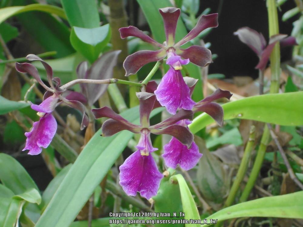 Photo of Orchid (Encyclia cordigera) uploaded by Ivan_N_Tx
