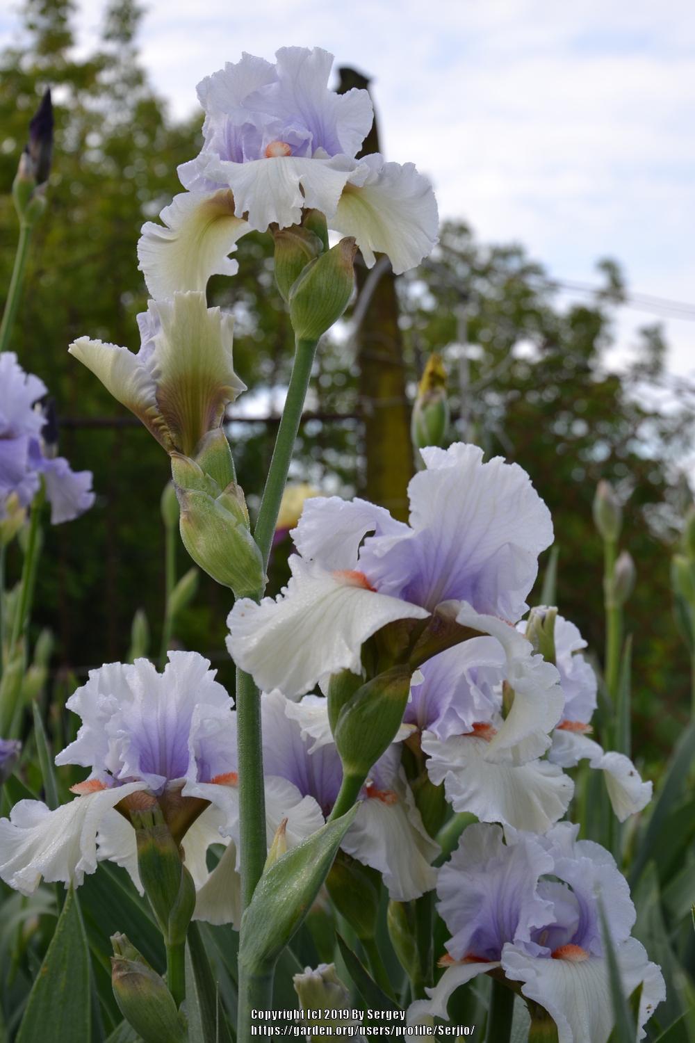 Photo of Tall Bearded Iris (Iris 'Friendly Fire') uploaded by Serjio