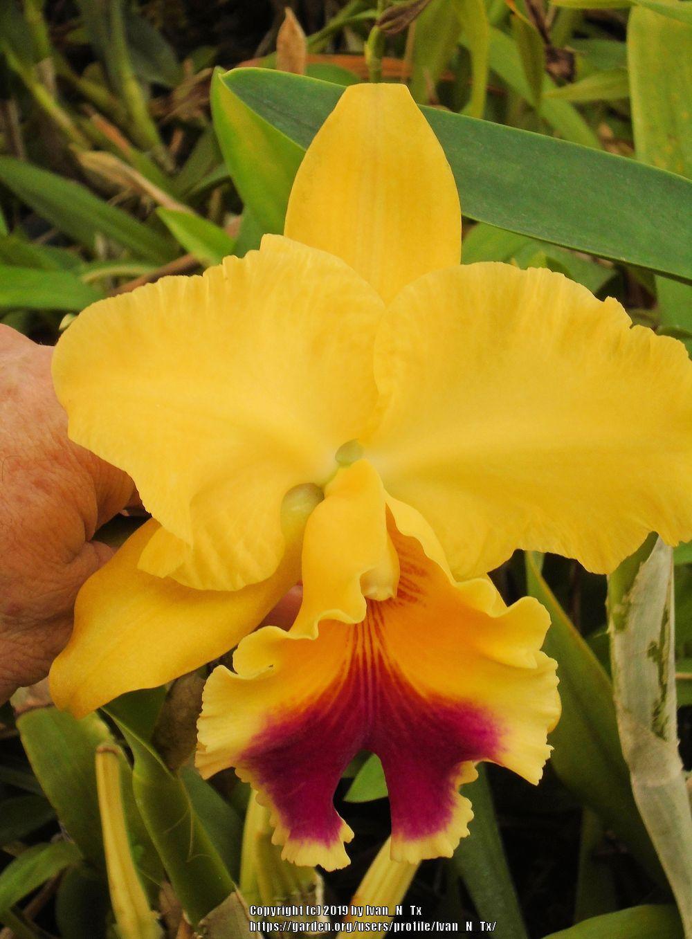 Photo of Orchid (Rhyncholaeliocattleya Goldenzelle 'Lemon Chiffon') uploaded by Ivan_N_Tx